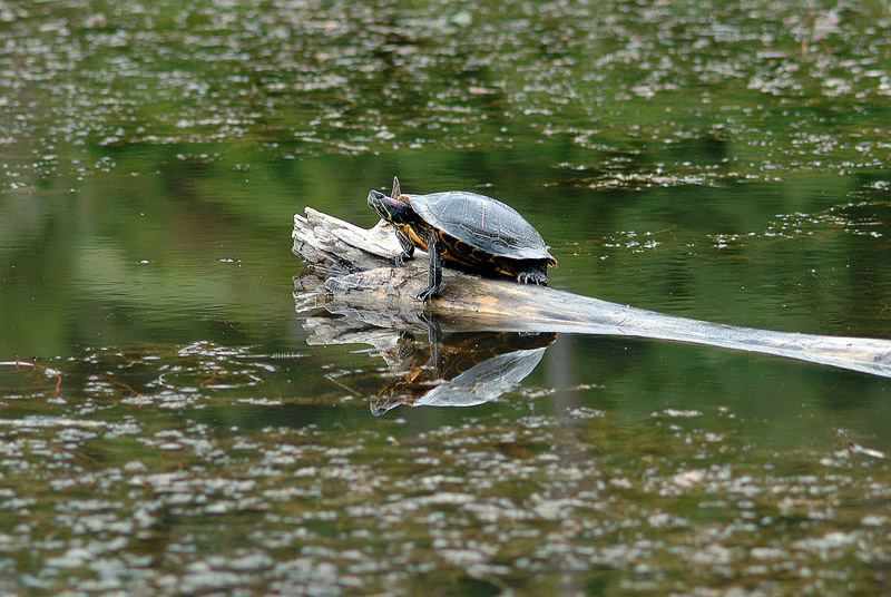 Tartaruga acquatica